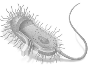 <strong>Select the image that is representative of an idealized plant cell.</strong> A)   B)   C)   <div style=padding-top: 35px> 