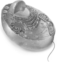 <strong>Select the image that is representative of an idealized plant cell.</strong> A)   B)   C)   <div style=padding-top: 35px> 