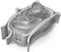 <strong>Select the image that is representative of an idealized plant cell.</strong> A)   B)   C)   <div style=padding-top: 35px> 