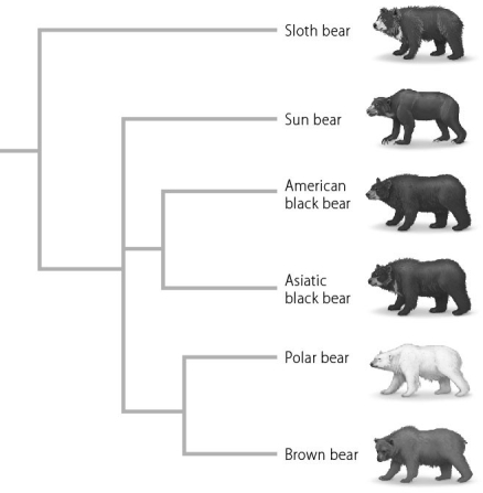 <strong>Use the phylogenetic tree below to answer the following question(s). According to the phylogenetic tree above,which bear is most closely related to the sun bear?</strong> A) The sloth bear B) The brown bear