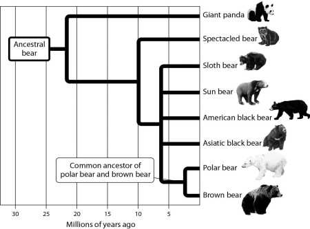 <strong>Using the branching tree of life for bears depicted in the accompanying figure,choose from among the following bear species the one that is most distantly related to the sun bear. </strong> A)brown bear B)sloth bear C)spectacled bear D)giant panda