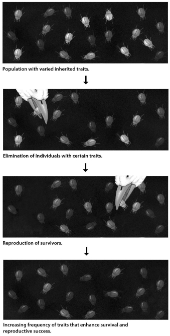 <strong>In the process of evolution by natural selection illustrated in the accompanying figure,which of the following is the mechanism or agent of natural selection? </strong> A)artificial selection B)selective breeding C)selective predation D)genetic drift