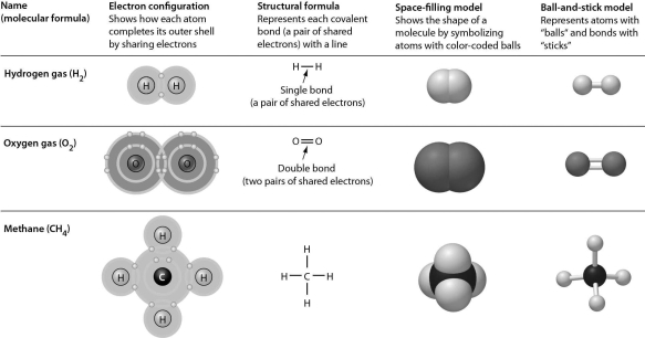 <strong>All of the representations in the following figure EXCEPT one clearly show double bonds.Choose the exception. </strong> A)electron configuration B)structural formula C)space-filling model D)ball-and-stick model