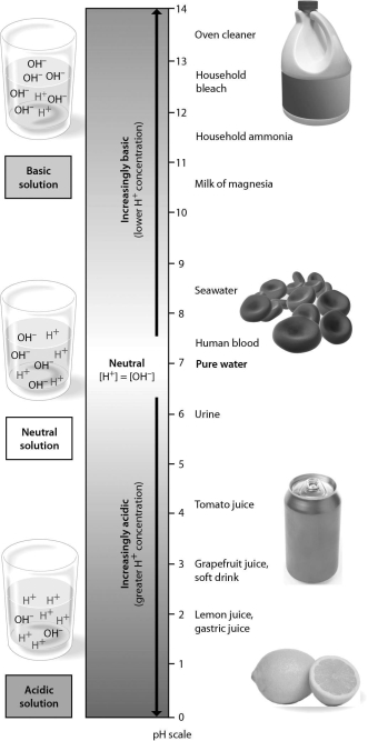 <strong>Examine the pH scale below.How does household bleach compare to household ammonia? </strong> A)Household ammonia has 100 times higher H⁺ concentration than household bleach. B)Household bleach has 10 times higher H⁺ concentration than household ammonia. C)Household bleach has 100 times higher H⁺ concentration than household ammonia. D)Household ammonia has 10 times higher H⁺ concentration than household bleach.