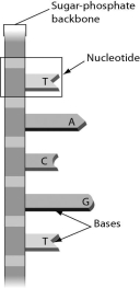 <strong>The figure below shows ________. </strong> A)a single strand of RNA B)double-stranded RNA C)a single strand of DNA D)double-stranded DNA