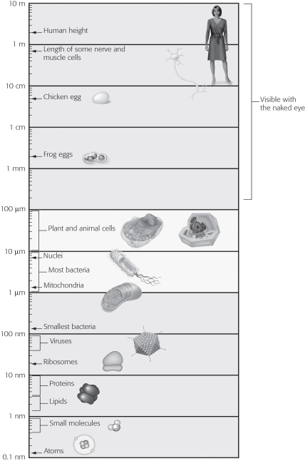 <strong>Using the figure below for a reference,approximately how many times larger is a nucleus compared to a protein? </strong> A)10 times larger B)100 times larger C)1,000 times larger D)10,000 times larger