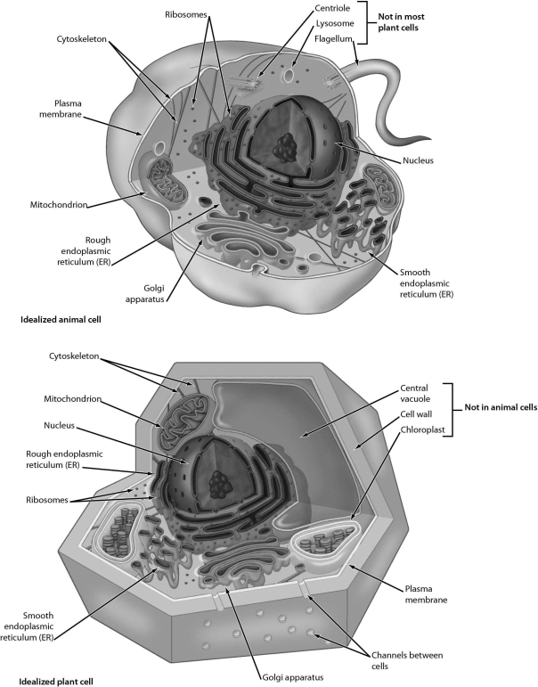 <strong>Examine the structures of the plant and animal cells below.Which of the following organelles connect(s)to the nuclear envelope? </strong> A)the Golgi apparatus B)lysosomes C)mitochondria D)the endoplasmic reticulum
