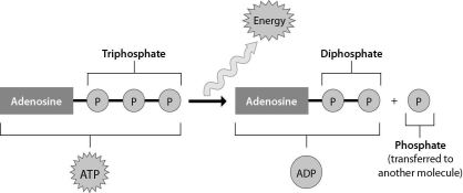 <strong>The figure below shows that ________. </strong> A)ADP can perform cellular work when it binds to an additional phosphate group B)ATP can perform cellular work when it releases a phosphate group C)ATP can be converted to ADP by adding a phosphate group D)energy is released from ATP during the process of cellular respiration