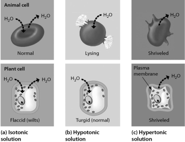<strong>Examine the cells below.Cells with a higher concentration of ions than the surrounding medium tend to ________. </strong> A)stay about the same size and shape B)expand C)shrink D)divide