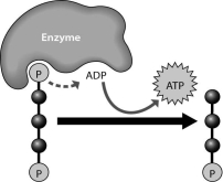 <strong>What does the figure below show? </strong> A)the synthesis of ADP B)the breakdown of ATP to perform cellular work C)the removal of a phosphate group from ADP D)the synthesis of ATP through the addition of a phosphate group