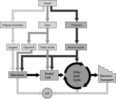 <strong>The figure below shows that ________. </strong> A)amino acids can move directly into the electron transport chain B)our cells can use sugars,fatty acids,and amino acids to produce ATP C)our cells can produce ATP only from glucose D)our cells can produce ATP from sugars and glycerol,but not fatty acids