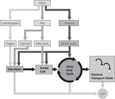 <strong>Which of these shown in the figure below does NOT begin cellular respiration in the cytoplasm? </strong> A)amino acids B)fatty acids C)glucose D)glycerol