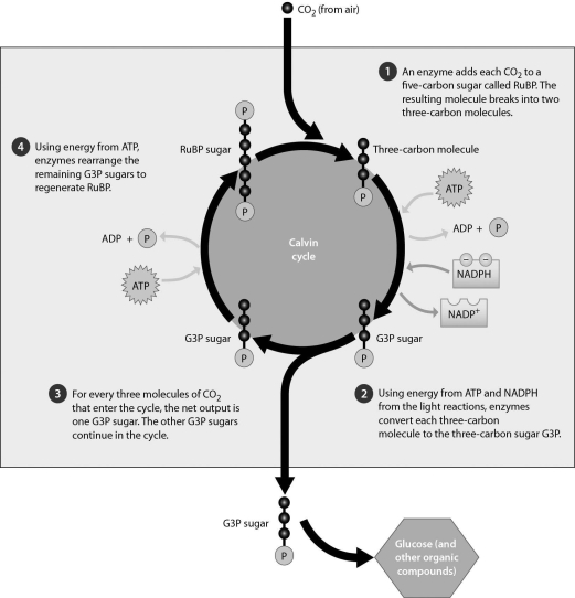 <strong>Please refer to the following art to answer the following questions. How many times must the Calvin cycle turn for the plant cell to be able to produce one molecule of glucose?</strong> A)one B)two C)three D)six