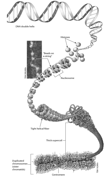 <strong>Examine the figure below.Nucleosomes are made of ________. </strong> A)RNA and protein B)DNA C)proteins D)DNA and histone proteins