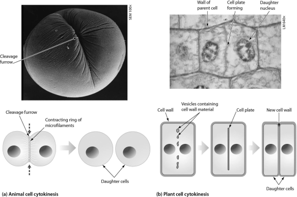 <strong>As shown in the following figure,plant cell cytokinesis differs from animal cell cytokinesis because ________. </strong> A)plant cells produce more daughter cells B)plant cells form a cell plate and animal cells do not C)animal cells produce more daughter cells D)animal cells form a cell plate and plant cells do not