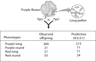 Please refer to the following art to answer the following questions. -In the accompanying art,you see a table with the actual number of offspring that resulted from a dihybrid cross.The numbers do not show the 9:3:3:1 ratio predicted.One phenotype occurred more than predicted; another occurred less.The reason could be because ________.