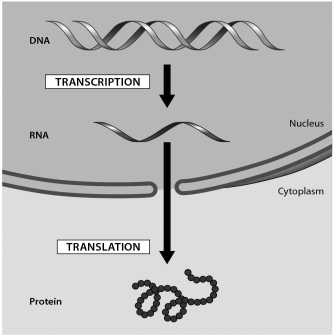 The figure below shows the flow of genetic information in a eukaryotic cell.The transfer of information from DNA into an RNA molecule is known as ________.