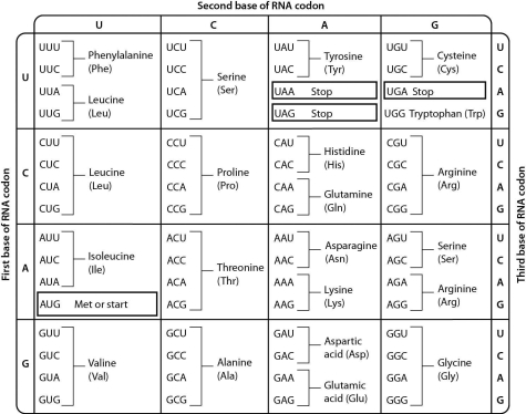 <strong>Examine the genetic code table shown below.The codon AGC codes for the amino acid ________. </strong> A)serine B)arginine C)threonine D)alanine