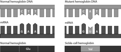Consider the following figure.It illustrates that a single amino acid substitution in the hemoglobin gene ________.