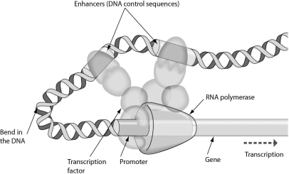 <strong>Examine the figure below.The initiation of transcription requires that enhancers bind to ________. </strong> A)DNA B)the promoter C)transcription factors D)RNA polymerase