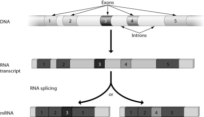 <strong>The figure below illustrates ________. </strong> A)transcription factors B)activators C)alternative RNA splicing D)protein activation
