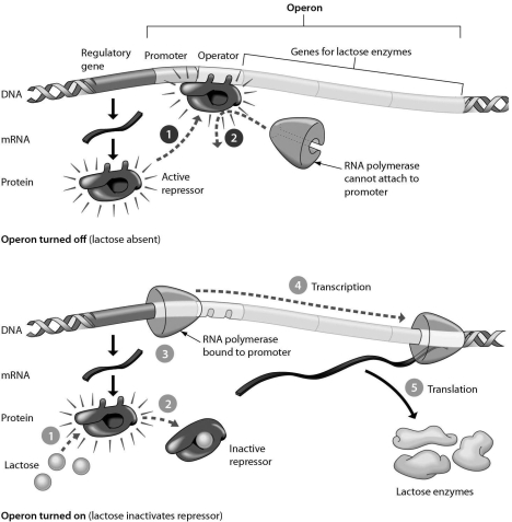 <strong>The lac operon is shown in the accompanying figure.Answer the following question after reviewing the figure.The lac operon is usually in the ________ position and is activated by ________. </strong> A)on...the repressor B)off...lactose C)off...the repressor D)on...the promoter