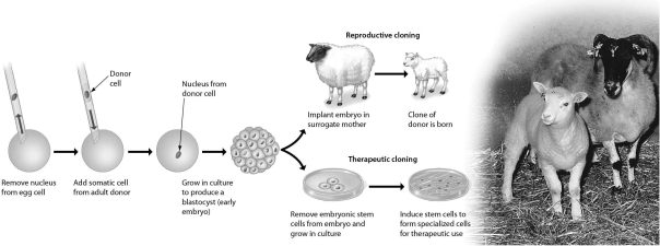 <strong>Consider the following figure,which outlines cloning by nuclear transplantation.Why does the clone NOT resemble the surrogate mother? </strong> A)The sperm came from a male donor,who would also pass some of his traits to the clone. B)The embryonic cells are adversely influenced by the surrogate. C)The DNA for the clone comes from the genetic donor,not the surrogate. D)The nuclear material from the egg would influence the appearance of the clone.