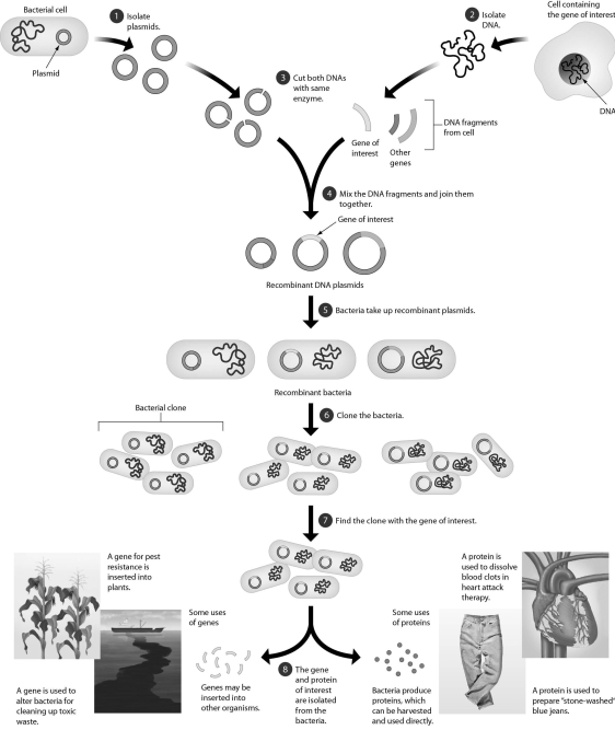 <strong>The following figure provides you with an overview of recombinant technology.The end result is a transgenic bacterium with a human gene that codes for marketable quantities of a human gene product.However,molecular biologists frequently have problems with the product.One problem might be ________. </strong> A)production of a human protein that is unable to function properly B)formation of a bacterium that cannot synthesize the product C)a bacterium with DNA that is resistant to restriction enzymes D)formation of mutants