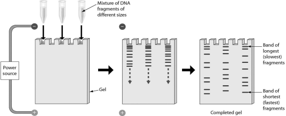 <strong>The following figure shows that gel electrophoresis can be used to separate repetitive DNA sequences.Gel electrophoresis separates DNA fragments because ________. </strong> A)double-stranded moves slower than single-stranded DNA B)of ratios of guanine to cytosine C)the DNA fragments have different lengths D)of the salt concentration in the gel matrix
