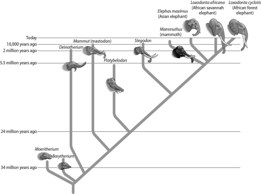Examine the relationships between the elephants in the figure below.Which one of the following pairs is most closely related?