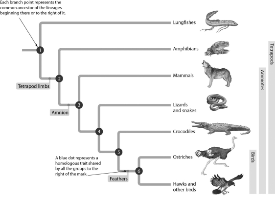 Examine the evolutionary tree below.This tree tells us that the amnion is found in ________.