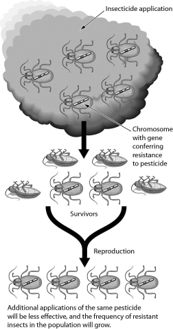 The figure below shows what happens in insect populations when crops are sprayed with insecticides.This is an example of ________.