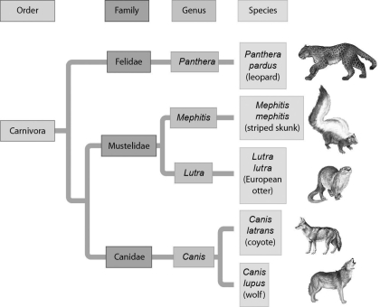 <strong>Examine the evolutionary relationships represented in the following figure.Based upon this diagram,the two most closely related species are ________. </strong> A)leopards and striped skunks B)leopards and European otters C)European otters and coyotes D)coyotes and wolves