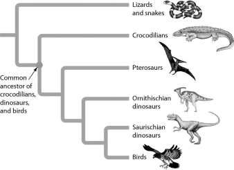 <strong>Examine the figure below.According to the figure,cladistic analysis indicates that crocodiles are more closely related to ________ than to ________. </strong> A)birds...pterosaurs B)snakes...birds C)Ornithischian dinosaurs… pterosaurs D)birds...lizards