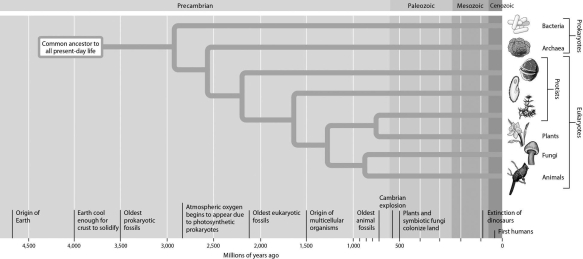 <strong>According to this evolutionary tree,the archaea and eukaryotes last shared a common ancestor ________. </strong> A)1)0 billion years ago B)1)75 billion years ago C)2)5 billion years ago D)3)5 billion years ago