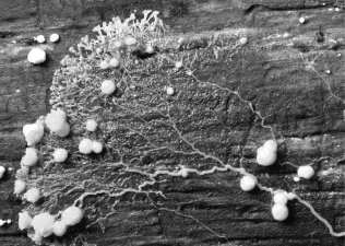 <strong>What kind of protist is this? </strong> A)ciliate B)plasmodial slime mold C)flagellate D)foram