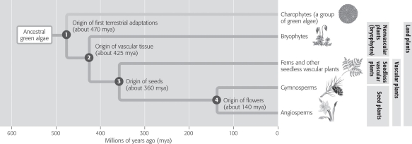 If seed production had never evolved,which organisms would be missing in today's landscape?