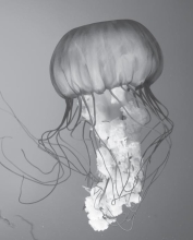 <strong>What type of symmetry does this organism exhibit? </strong> A)asymmetrical B)binomial C)radial D)bilateral