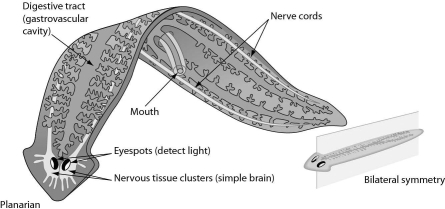 <strong>The figure below shows a simple worm.Bilateral symmetry and a highly branched gastrovascular cavity all suggest that the worm is a(n)________. </strong> A)annelid B)mollusk C)chordate D)flatworm