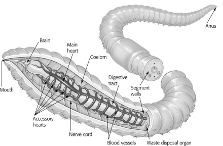 <strong>The segmented body of the worm below suggests that it is a(n)________. </strong> A)annelid B)arthropod C)snake D)roundworm