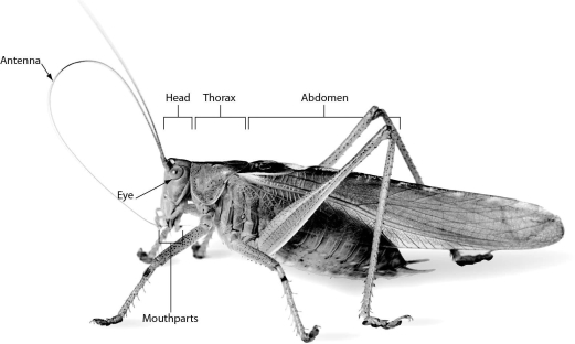 <strong>Insects,such as the grasshopper shown below,have ________. </strong> A)eight legs B)a two-part body: head and abdomen C)a three-part body: head,thorax,and abdomen D)no wings