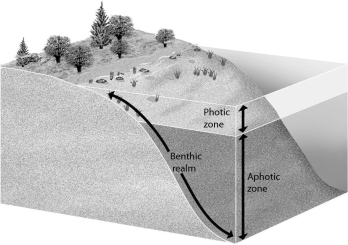 <strong>Examine the figure below.Phytoplankton live in the ________. </strong> A)photic zone and aphotic zone B)aphotic zone C)benthic realm D)photic zone