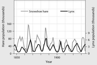 <strong>The figure below shows population cycles of snowshoe hare and lynx.Recent field studies suggest that the most likely explanation for these cycles is ________. </strong> A)periodic winter storms B)excessive predation of snowshoe hares C)nearly unlimited food for hares during the summers D)boom-and-bust cycles in lemming populations