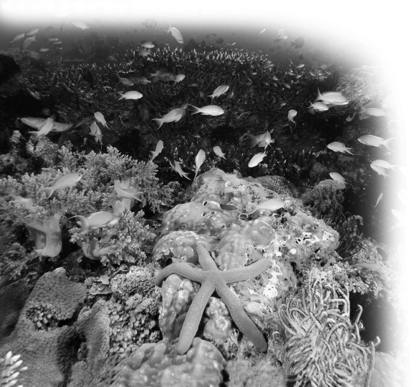<strong>Please refer to the following art to answer the following questions. In the ecosystem shown above,a toxin that accumulates in body tissues would have the largest effect on ________.</strong> A)corals that obtain their food from photosynthesizing dinoflagellates B)herbivorous shrimp C)fish that eat shrimp and other invertebrates D)The toxin would affect all of these equally.