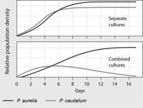 <strong>Please refer to the following art to answer the following questions. The figure below shows the growth curves of two populations of Paramecium,P.aurelia and P.caudatum.From the data,we can conclude that ________. </strong> A)the ecological niches of the two species are very different B)P)aurelia is a predator of P.caudatum C)P)aurelia and P.caudatum have a mutualistic relationship D)P)aurelia is the superior competitor in this habitat