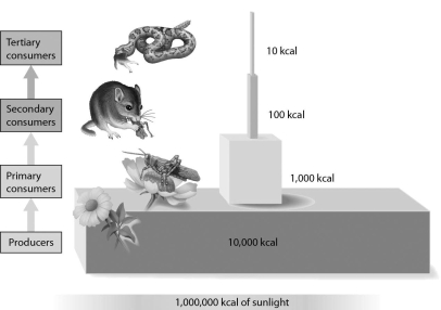 <strong>Please refer to the following art to answer the following questions. Refer to the following figure.If there were an additional trophic level that consisted of organisms that prey on snakes,about how much energy would be available to organisms at that trophic level? </strong> A)100 kcal B)90% C)1 kcal D)10 kcal