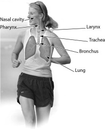 <strong>One function of this organ system is ________. </strong> A)thermoregulation B)excretion C)exchange of gases between the blood and air D)transport of substances throughout the body