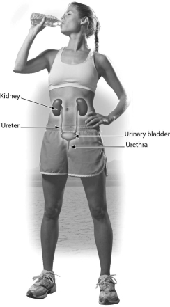 <strong>One function of this organ system is ________. </strong> A)excretion of urea B)production of gametes C)protection of the body D)thermoregulation