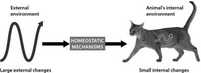 <strong>The figure below shows that ________. </strong> A)homeostatic mechanisms allow cats to sense their external environments B)homeostatic mechanisms allow cats to use their internal conditions to affect their external environments C)cats experience no variations in their internal conditions D)homeostatic mechanisms allow cats to maintain relatively constant internal conditions even when the external environment changes