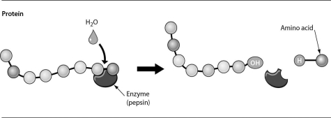 <strong>The figure below shows ________.  </strong> A)the chemical digestion of a protein B)the building of a protein by the enzyme pepsin C)the mechanical digestion of a protein D)the addition of a water molecule to add an amino acid to a protein <div style=padding-top: 35px> 